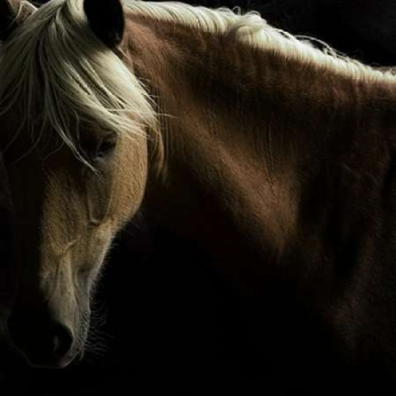 Spirit Horse Poster Print by Tony Stromberg - Item # VARPDXS1449D